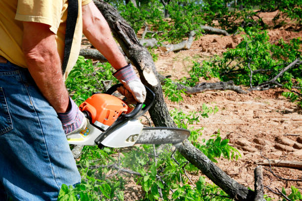 Emergency Storm Tree Removal in Plymouth, PA